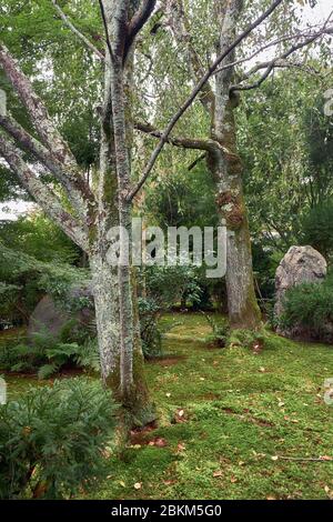 An forest scene  with the rocks and old sakura trees covered with the lichens in the traditional Japanese park  covered with moss (dobashi). Ryoan-ji Stock Photo