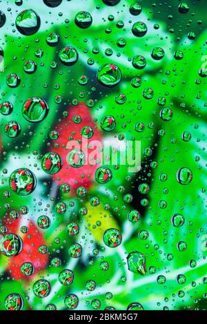 Strawberry berries through drops of water on glass, macro view Stock Photo