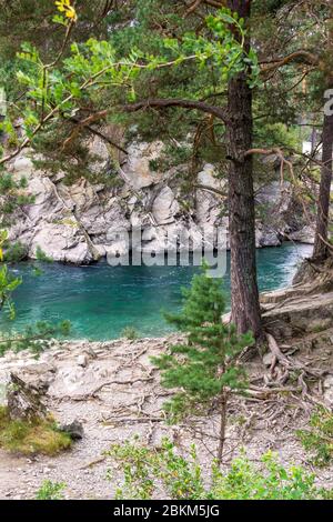 clean and transparent small mountain river and pine growing on stones, selective focus Stock Photo