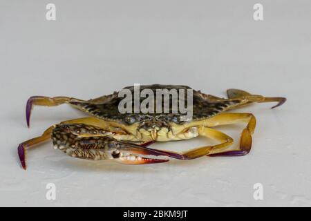 Front view of Blue manna crab, Sand crab. Flower crab. Portunus pelagicus isolated on a white background. Close-up photo of fresh raw Blue swimming se Stock Photo