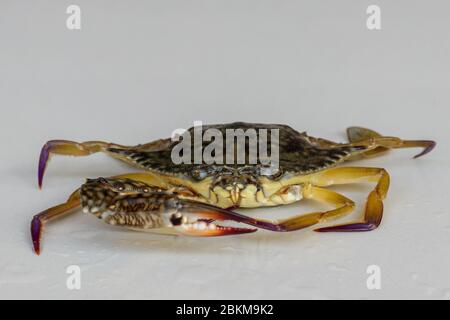 Front view of Blue manna crab, Sand crab. Flower crab. Portunus pelagicus isolated on a white background. Close-up photo of fresh raw Blue swimming se Stock Photo