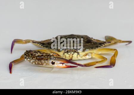 Front view of Blue manna crab, Sand crab. Flower crab. Portunus pelagicus isolated on a white background. Close-up photo of fresh raw Blue swimming se Stock Photo