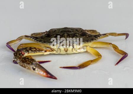 Front view of Blue manna crab, Sand crab. Flower crab. Portunus pelagicus isolated on a white background. Close-up photo of fresh raw Blue swimming se Stock Photo