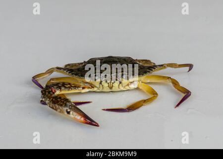 Front view of Blue manna crab, Sand crab. Flower crab. Portunus pelagicus isolated on a white background. Close-up photo of fresh raw Blue swimming se Stock Photo