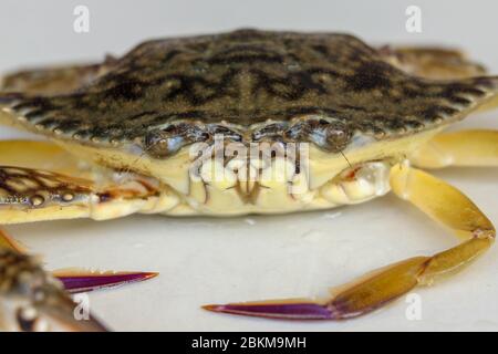 Front view of Blue manna crab, Sand crab. Flower crab. Portunus pelagicus isolated on a white background. Close-up photo of fresh raw Blue swimming Stock Photo