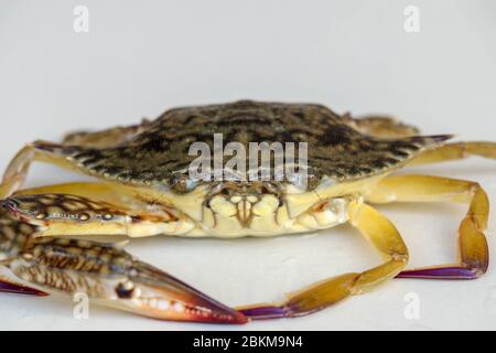 Front view of Blue manna crab, Sand crab. Flower crab. Portunus pelagicus isolated on a white background. Close-up photo of fresh raw Blue swimming se Stock Photo