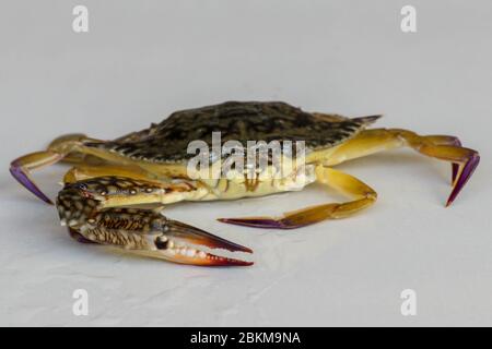 Front view of Blue manna crab, Sand crab. Flower crab. Portunus pelagicus isolated on a white background. Close-up photo of fresh raw Blue swimming Stock Photo