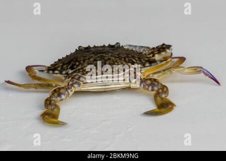 Front view of Blue manna crab, Sand crab. Flower crab. Portunus pelagicus isolated on a white background. Close-up photo of fresh raw Blue swimming se Stock Photo