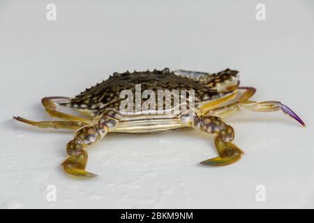 Front view of Blue manna crab, Sand crab. Flower crab. Portunus pelagicus isolated on a white background. Close-up photo of fresh raw Blue swimming se Stock Photo