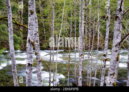 Beckler River behind red alder tree trunks, King County, Cascade Mountains, Washington, USA Stock Photo