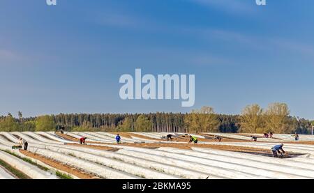 Asparagus field near Schrobenhausen in Bavaria, Germany Stock Photo