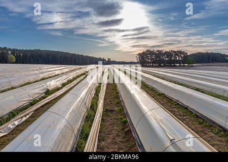 Asparagus field near Schrobenhausen in Bavaria, Germany Stock Photo