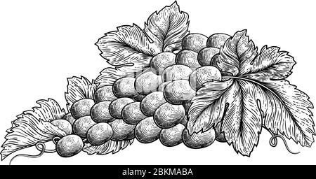 Bunch Of Grapes On Vine With Leaves Stock Vector