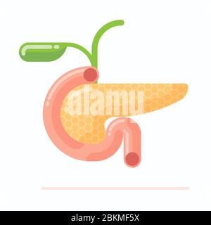 Anatomy of human pancreas with gall bladder, flat design vector illustration, cartoon style  Stock Vector