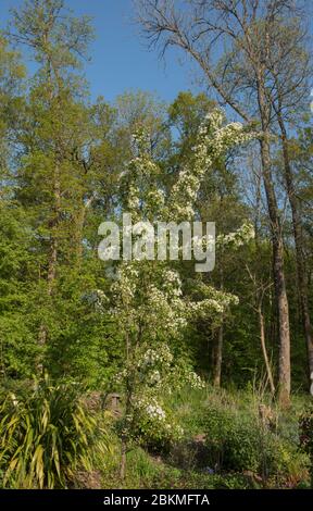 flowering apple tree with bright white flowers Stock Photo - Alamy