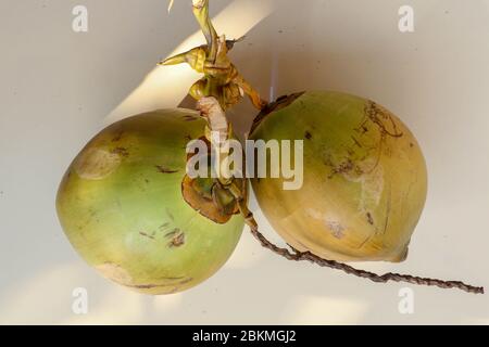 Side view two whole coconut. Couple exotic tropical fruit. Fresh young green coconuts on a white background, creative flat lay healthy food concept, t Stock Photo