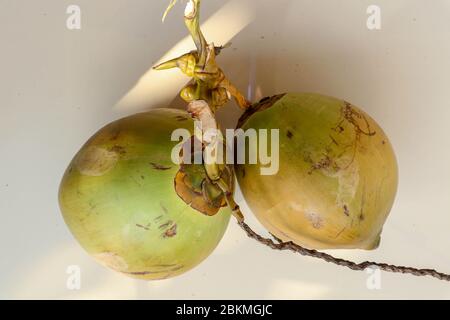 Side view two whole coconut. Couple exotic tropical fruit. Fresh young green coconuts on a white background, creative flat lay healthy food concept, t Stock Photo