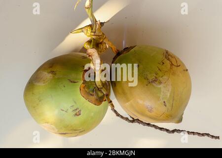 Side view two whole coconut. Couple exotic tropical fruit. Fresh young green coconuts on a white background, creative flat lay healthy food concept, t Stock Photo