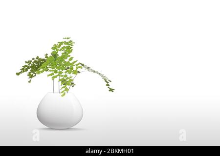 Beautiful Suculent plant  in vase pot isolated on white background Stock Photo