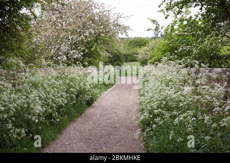 Anthriscus sylvestris. Cow parsley lining the sides of an old track in the English countryside. Stock Photo