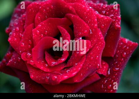 The beauty of the red rose with raindrops heavy on the petals Stock Photo