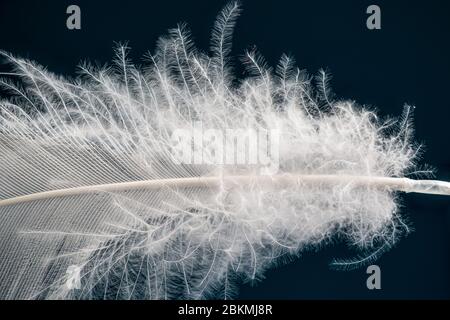 Single white Pekin Duck feather - also known as Long Island or Aylesbury duck Stock Photo