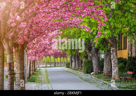 Budapest, Hungary - Blooming pink japanese cherry trees at the empty Arpad Toth Promenade (Toth Arpad Setany) at Buda Castle District on a warm, sunny Stock Photo