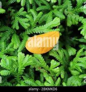 Closeup yellow fallen leaf with water droplets on vibrant green shrub Stock Photo
