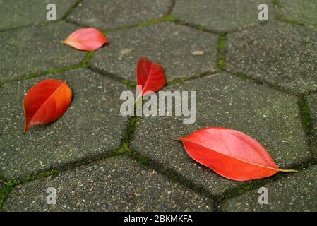 Closeup vibrant red autumn fallen leaves on the paving pedestrian Stock Photo
