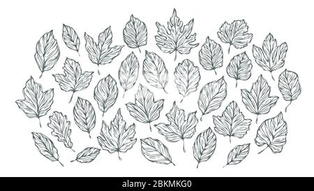 Decorative leaves sketch. Hand drawn vector illustration Stock Vector