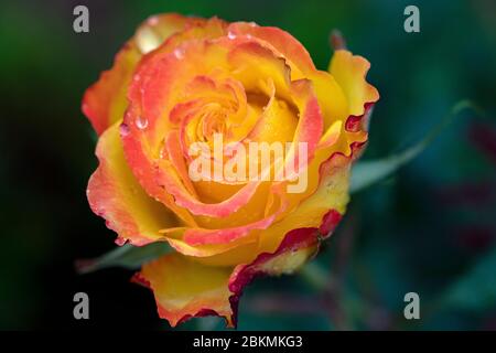 The Tequila sunrise rose, one of my personal favorites Stock Photo