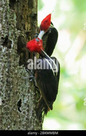Pale-billed Woodpeckers (Campephilus guatemalensis) passing food between them. Lowland rainforest, Corcovado National Park, Osa Peninsula, Costa Rica. Stock Photo