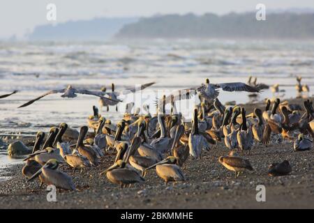 Colony of Brown Pelicans (Pelecanus occidentalis). Corcovado National Park, Osa Peninsula, Costa Rica. Stock Photo