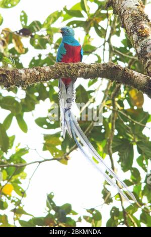 Male Resplendent Quetzal (Pharomachrus mocinno) in cloud forest, La Amistad National Park, Costa Rica. Stock Photo