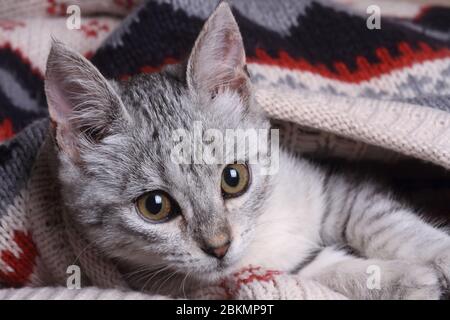 close-up kitten tucked into the sweatshirt with her head out Stock Photo