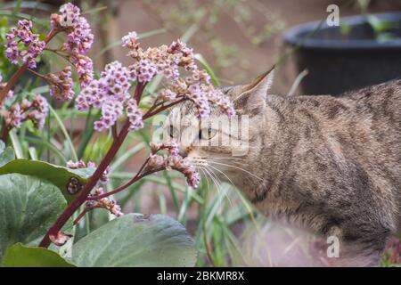 Brown tabby cat sniffing to a flower, colorful garden background Stock Photo