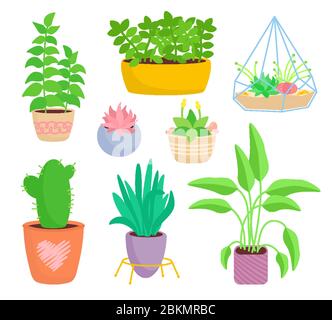 House indoor plant, potted ceramic set, flat cartoon style. Succulents and house plants, cactus collection. Monstera and aloe. Growing green sprouts rising from pot. Isolated vector illustration Stock Vector