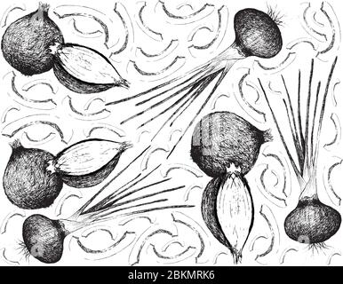 Herbal Plants, Illustration Hand Drawn Sketch of Fresh Shallots, Spanish Onions, or Red Onions Used for Seasoning in Cooking. Stock Vector
