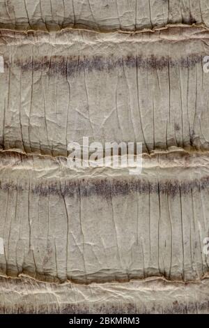 Detail of snake skin belt. A close up of a belt of the most venomous snake King cobra on Bali island in Indonesia. Product from leather workshop. Tann Stock Photo