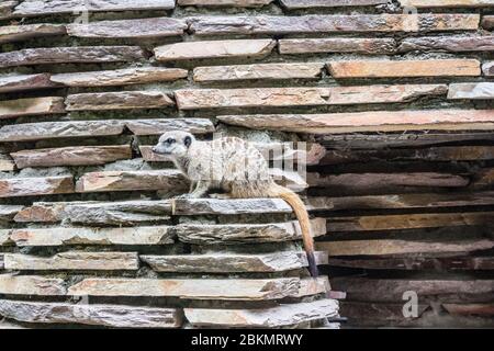 Meerkat on lookout duty, standing confidently on a stack of rugged stones in its naturalistic enclosure Stock Photo