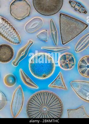 Diverse selection of diatom species, darkfield photomicrograph Stock Photo