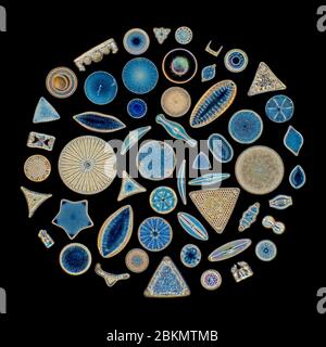 Diverse selection of diatom species, darkfield photomicrograph Stock Photo