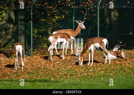 Dama gazelle, Gazella dama mhorr or mhorr gazelle is a species of gazelle. lives in Africa in the Sahara desert and the Sahel and browses on desert sh Stock Photo