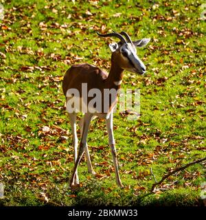 Dama gazelle, Gazella dama mhorr or mhorr gazelle is a species of gazelle. lives in Africa in the Sahara desert and the Sahel and browses on desert sh Stock Photo