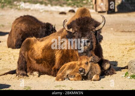 The American bison or simply bison, also commonly known as the American buffalo or simply buffalo, is a North American species of bison that once roam Stock Photo