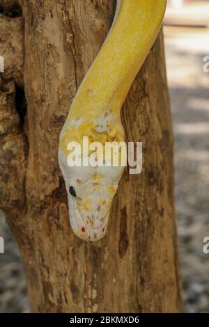 Adult individual snake strangler on dry branch. Close up of a yellow snake boa wrapped around a tree branch and looking arround. Curious python albino Stock Photo