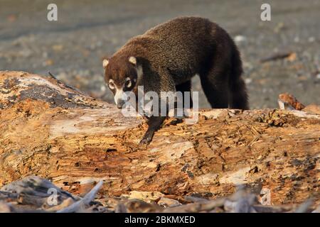 White-nosed coati (Nasua narica) foraging on a beach. Corcovado National Park, Osa Peninsula, Costa Rica. Stock Photo