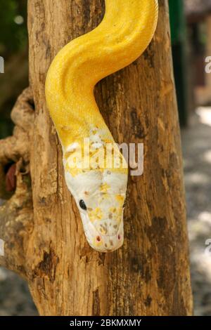 Adult individual snake strangler on dry branch. Close up of a yellow snake boa wrapped around a tree branch and looking arround. Curious python albino Stock Photo