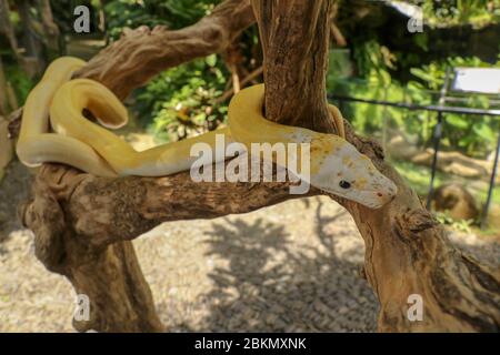 Adult individual snake strangler on dry branch. Close up of a yellow snake boa wrapped around a tree branch and looking arround. Curious python albino Stock Photo