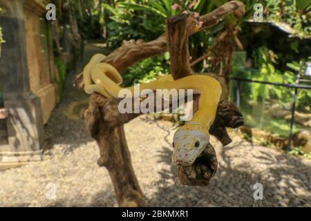 Adult individual snake strangler on dry branch. Close up of a yellow snake boa wrapped around a tree branch and looking arround. Curious python albino Stock Photo